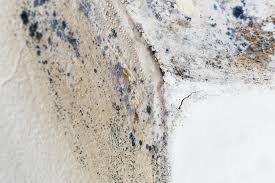 Trusted Piedmont, SC Mold Removal Experts